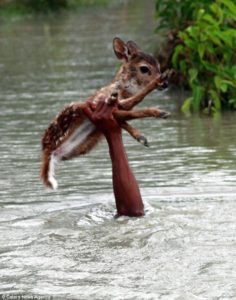 Deer fawn held out of water by Belal 