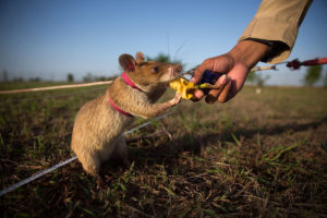 Landmine sniffing rat